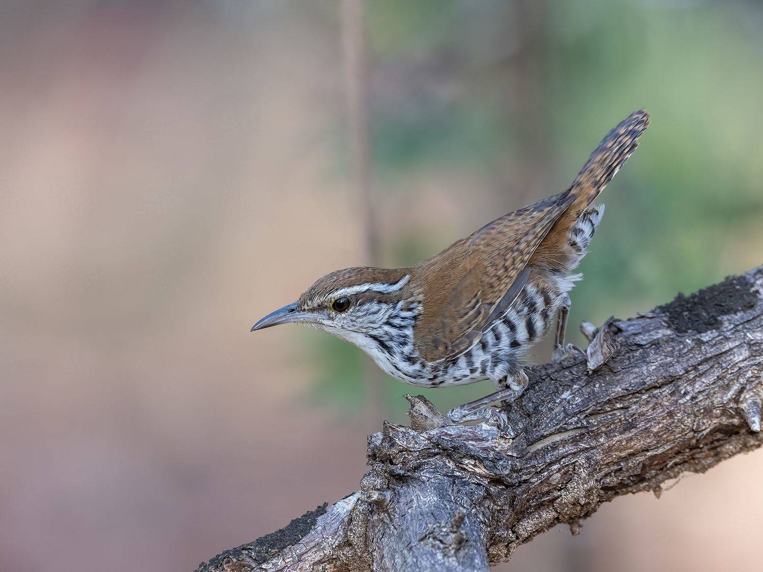 , Burgalin Sequeira Fernando