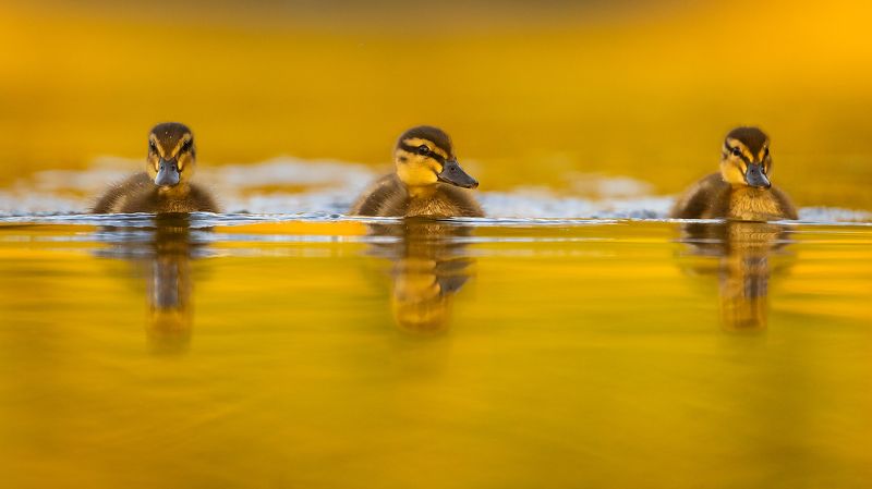 Trio фото превью