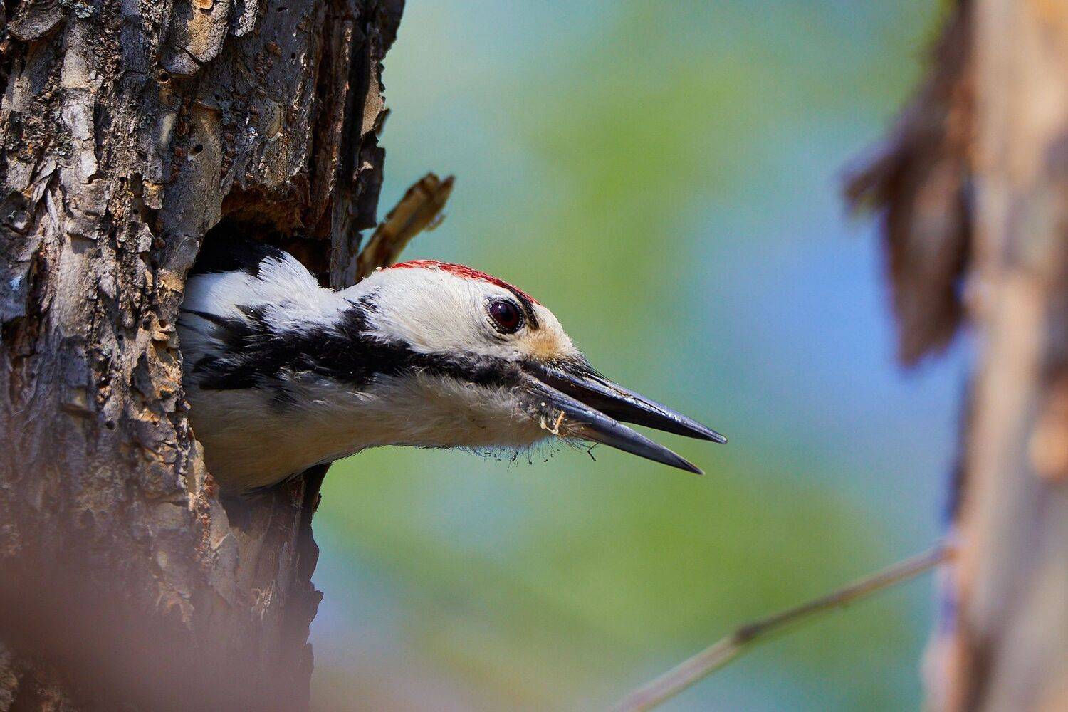 , Гильманов Артур