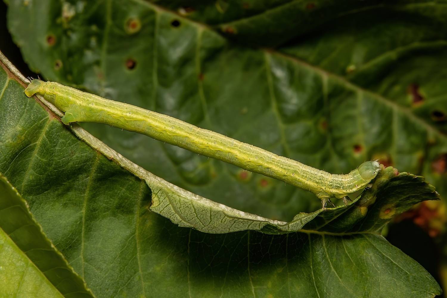 lepidoptera, insect, insectphoto, insectmacro, macroinsect, macrophoto, macrophotography, enthomology, caterpillar, nature, Stephane