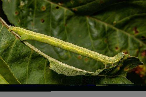 Geometridae