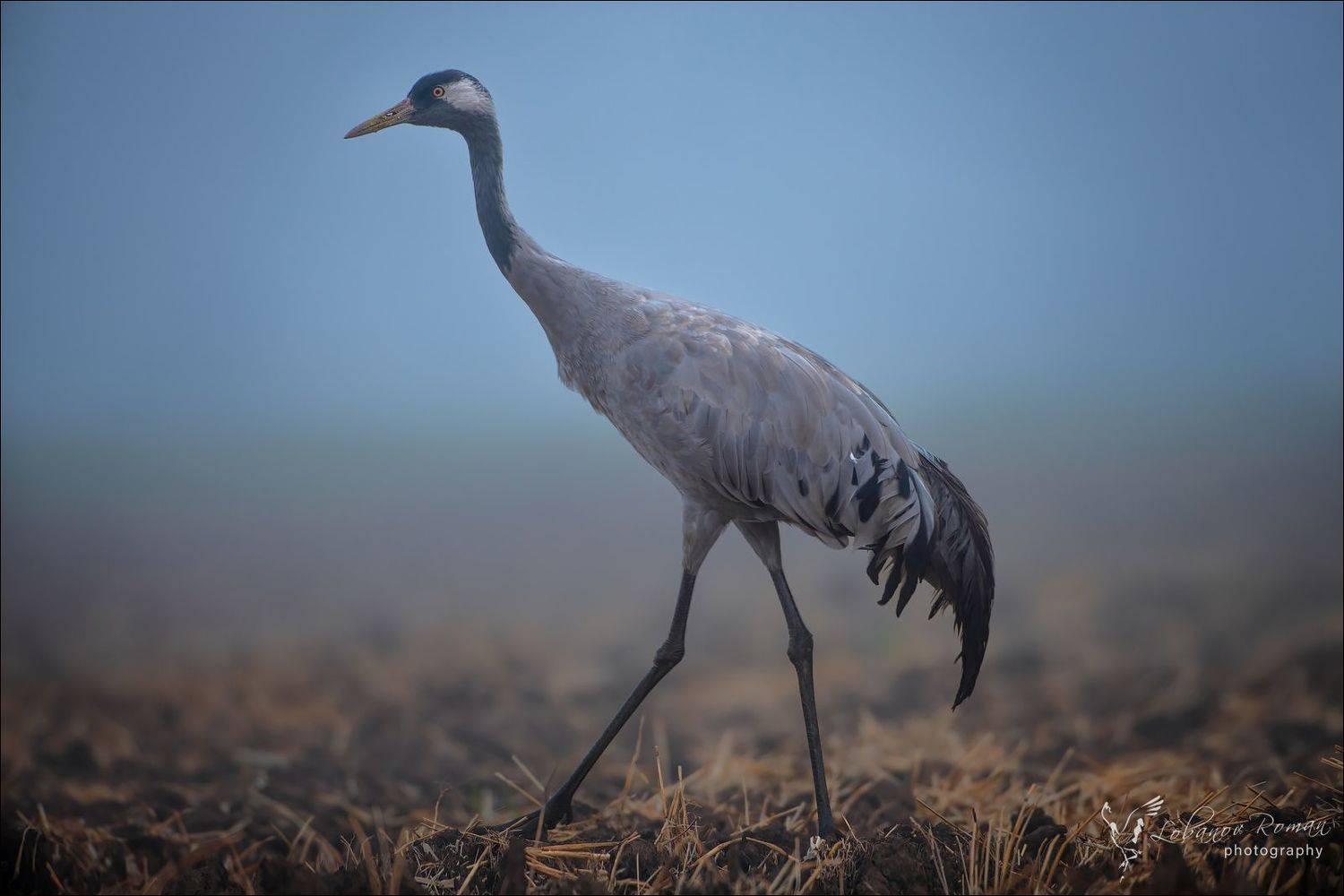 журавль, серый, пересвет, лобанов, Роман Лобанов