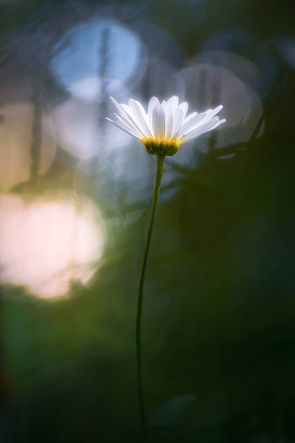 , Еремеев Дмитрий