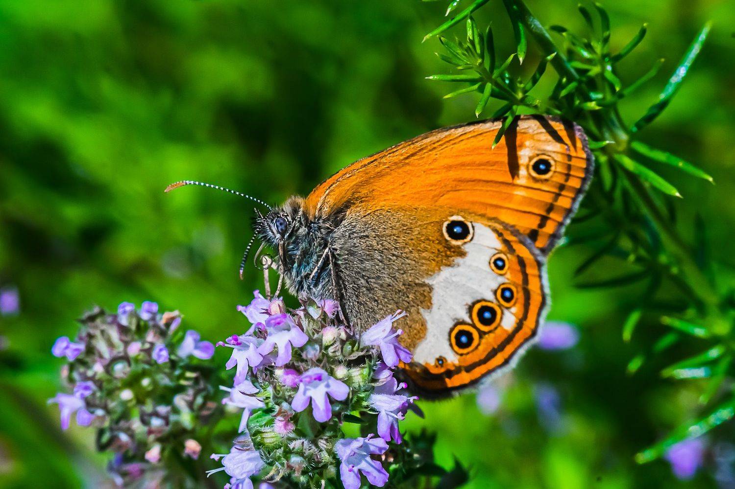 лето, июнь, бабочка, макро,, Николай Бологов