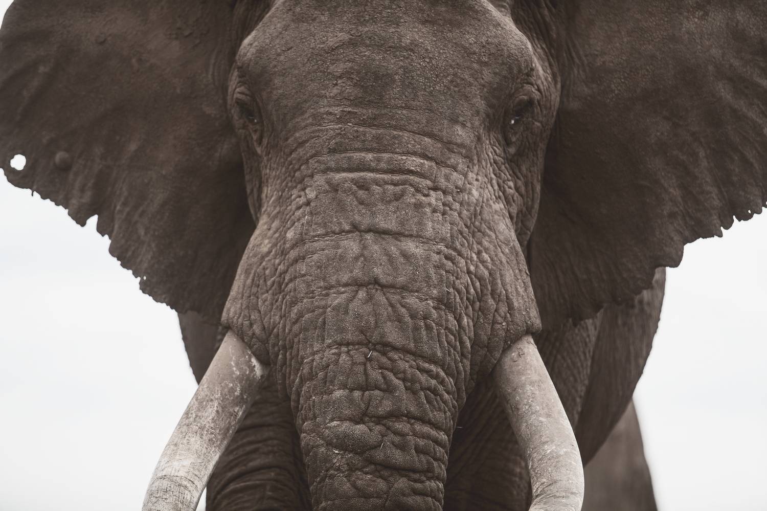 Kenya , Lilia Tkachenko