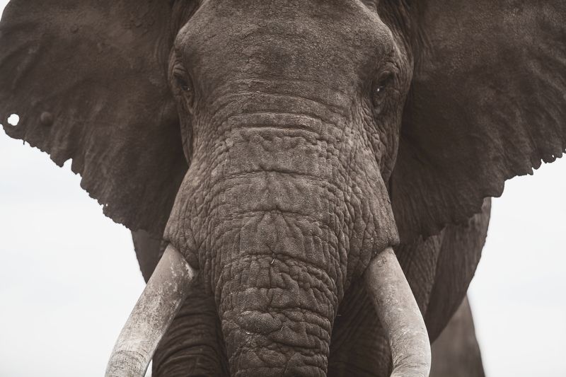 Kenya  OIO фото превью