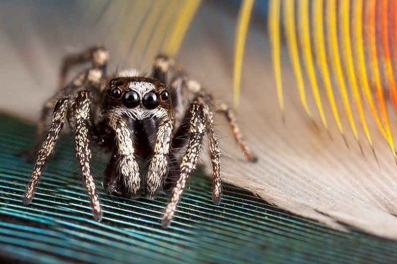 Макро, Паук скакун, Перо La Cucaracha фото превью