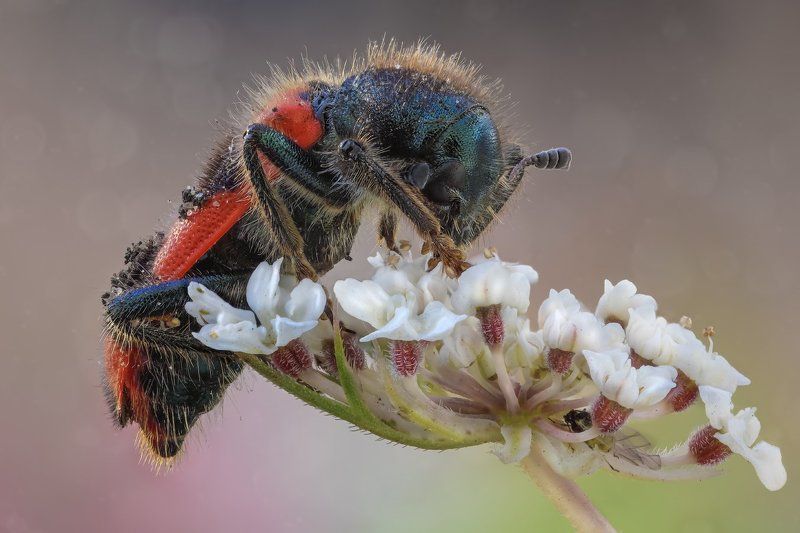 ------- фото превью