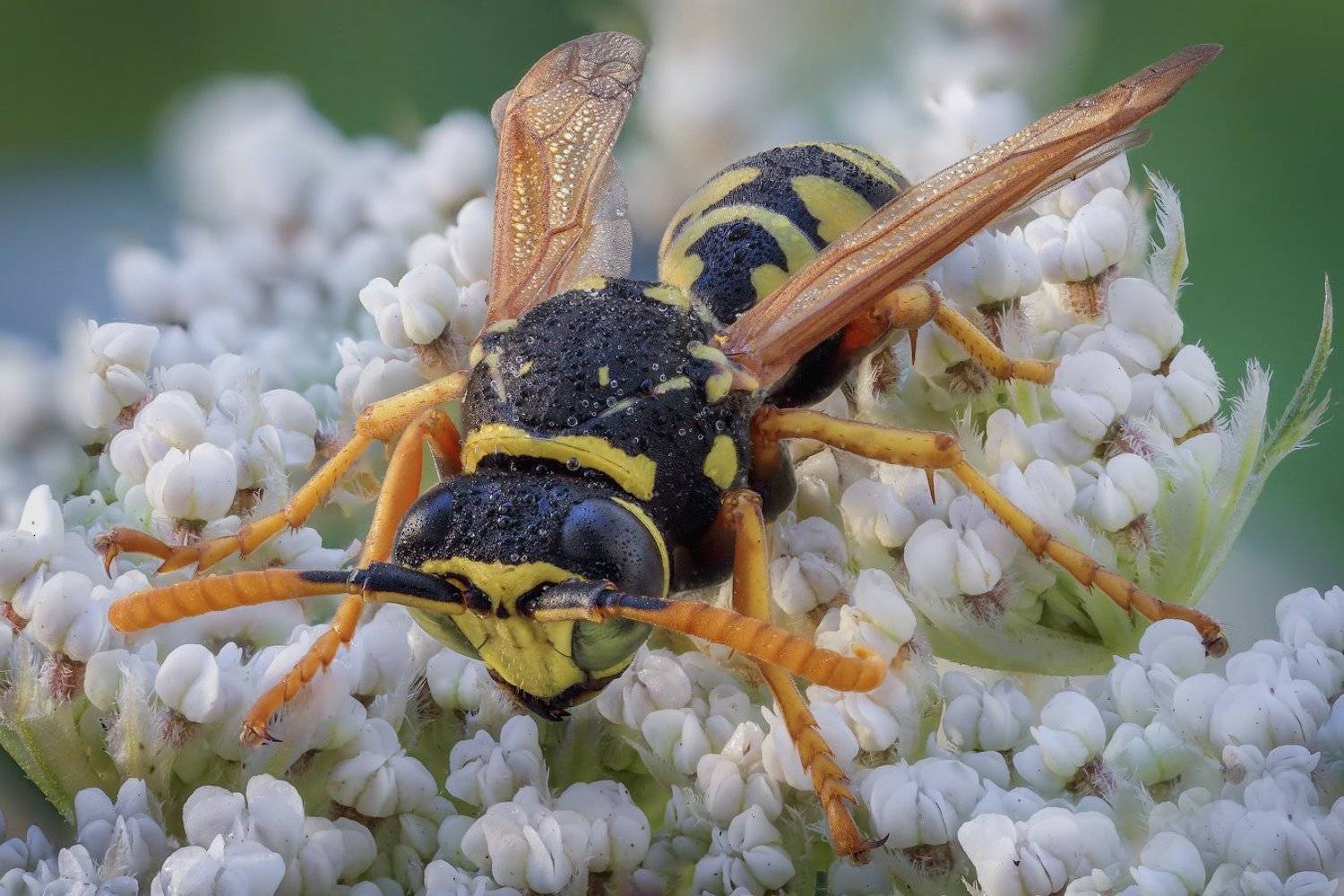 , Вадим Ходаковский