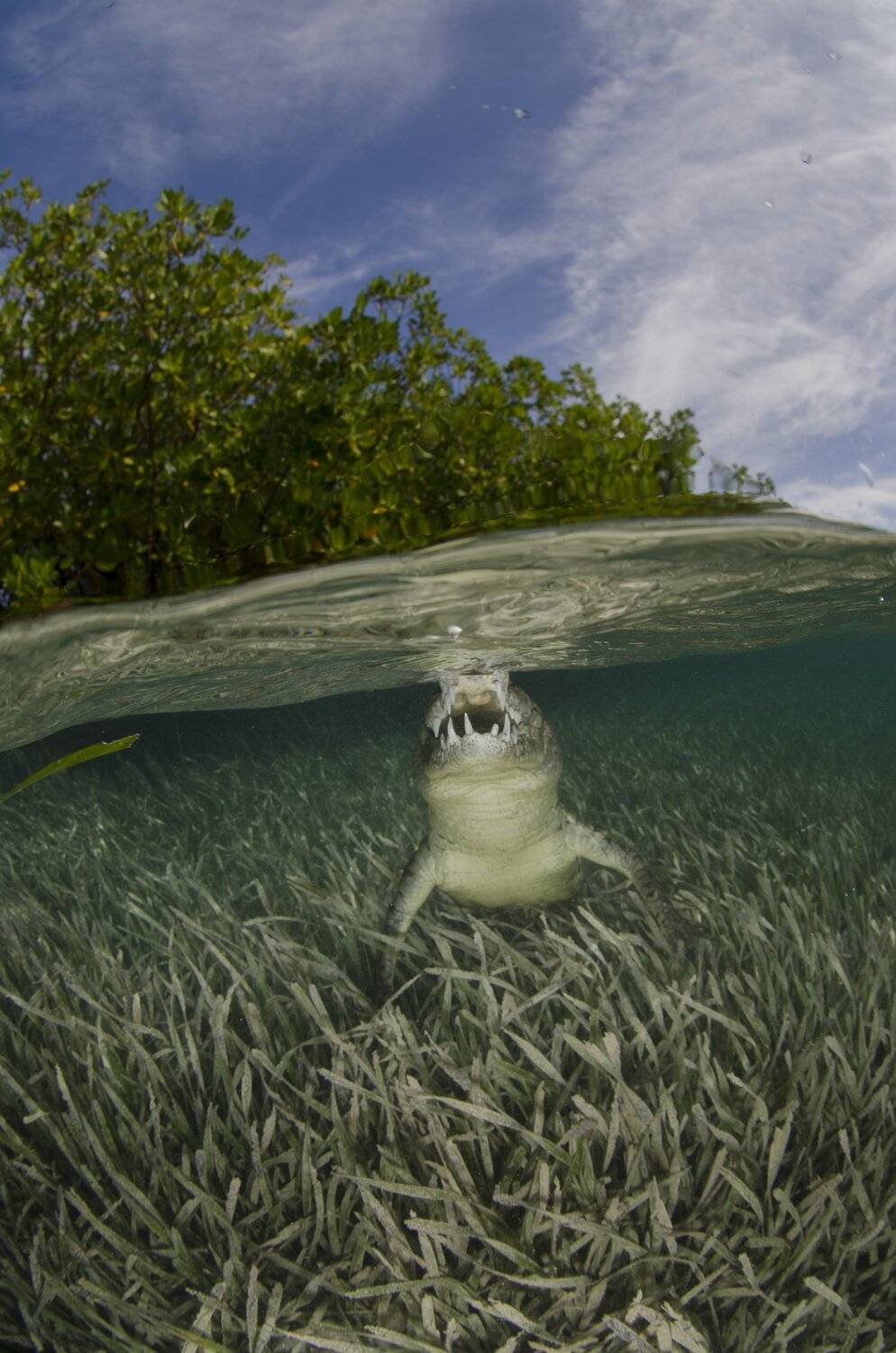 природа,животные,подводный мир,дикая природа,море,океан, Дмитрий Старостенков