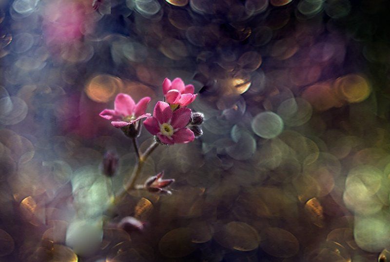 . фото превью