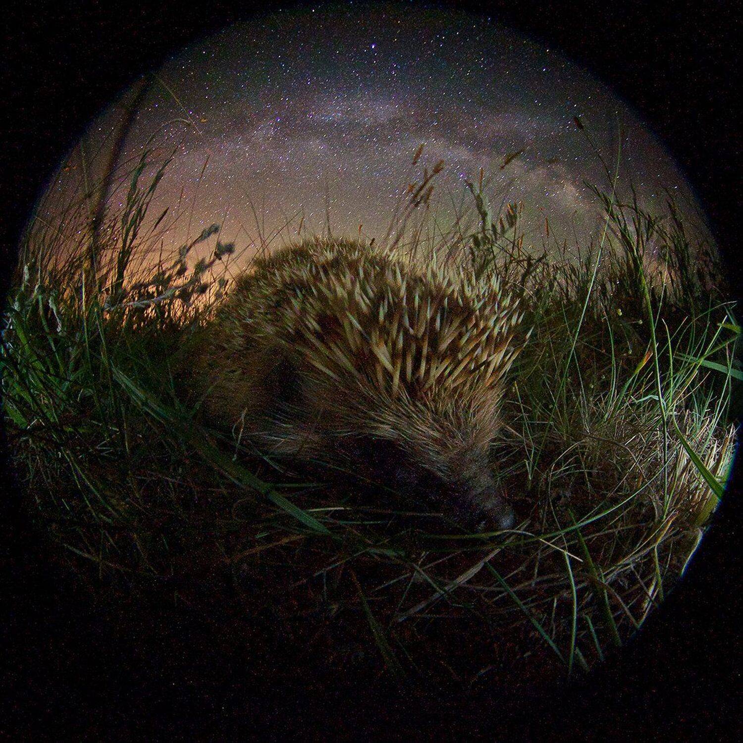 Вселенная, Еж, Млечный путь, Ночь, Обыкновенный еж, Никифоров Егор