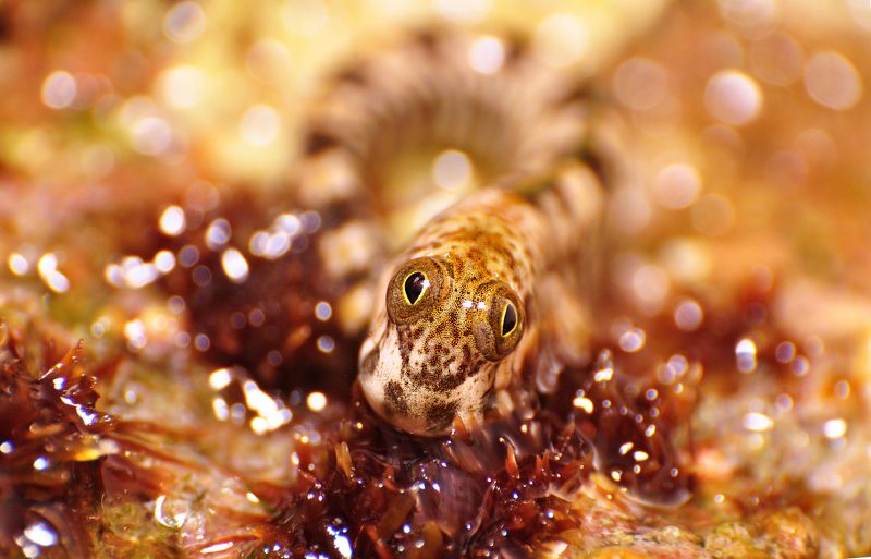 макро, природа, собачка, прыгун, египет, лето Портрет прыгуна фото превью