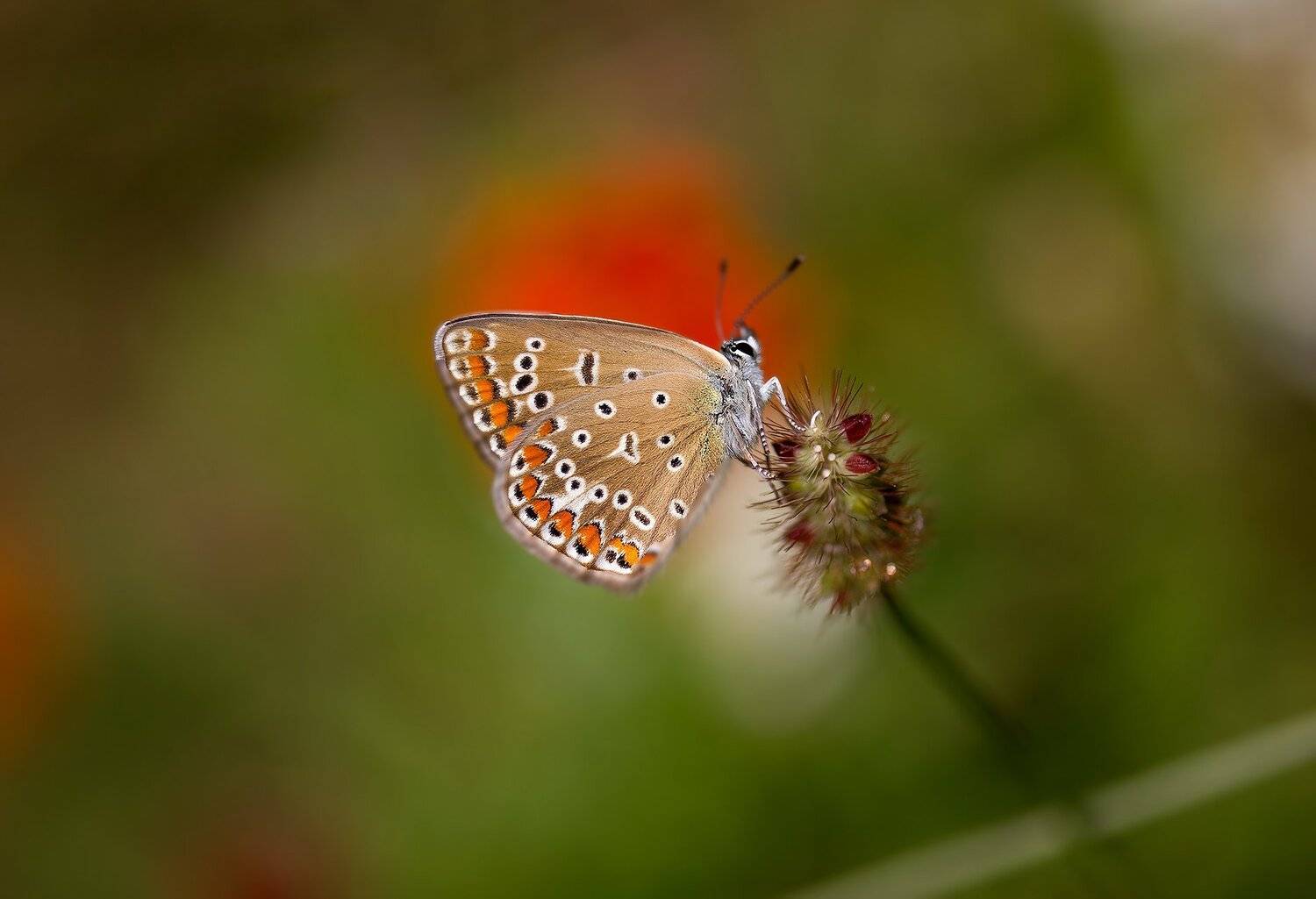 butterfly,summer,flower,, Naiden Bochev