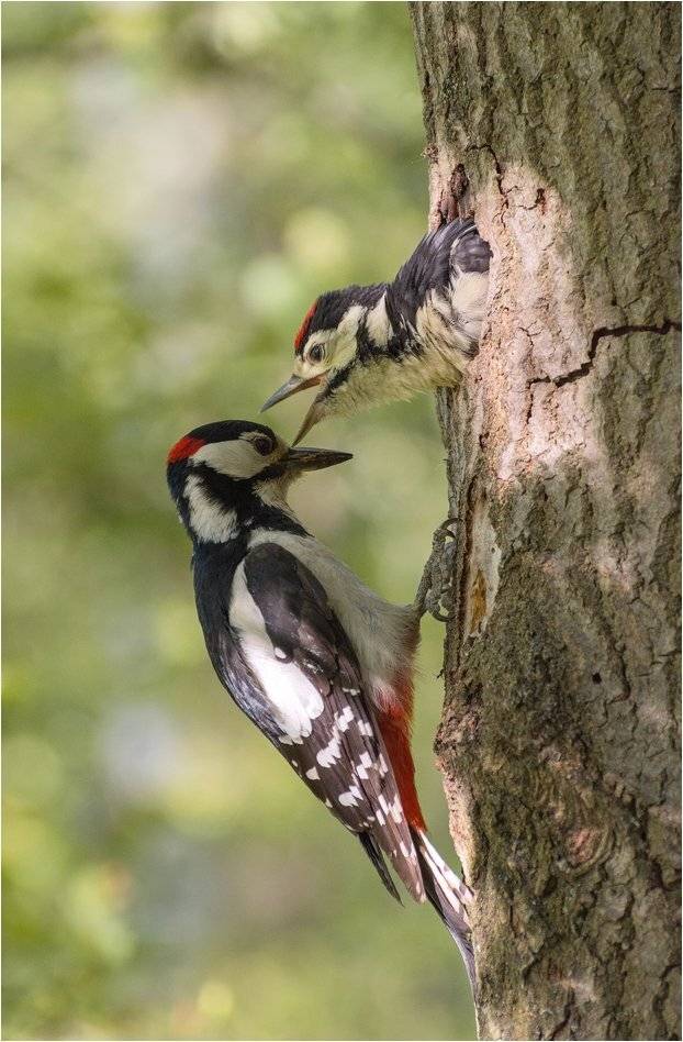 , Руслан Сигушин