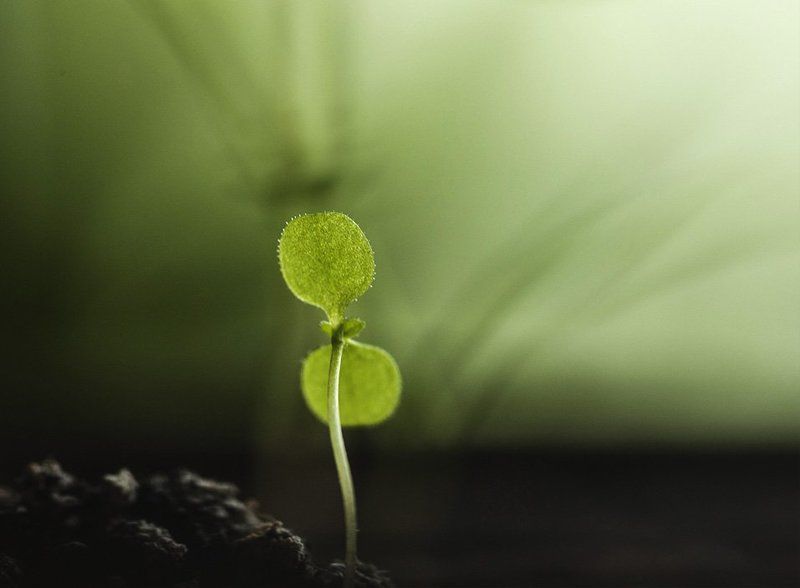 Сорнячок фото превью