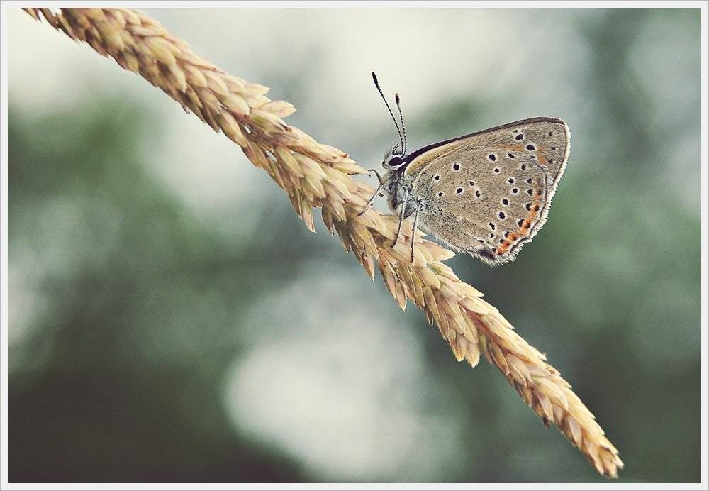 , Krzysztof Trojanowski