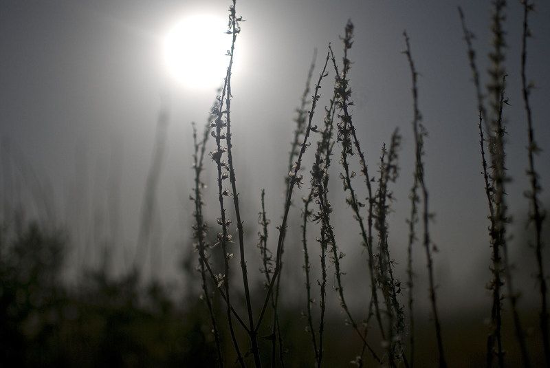 Ночью в степи фото превью