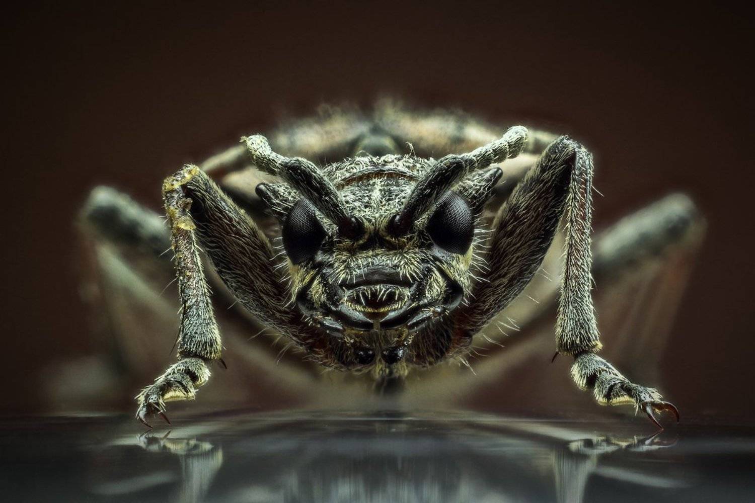 Жук, Короед, Крупный план, Макро, Насекомое, Сергей Жуковский