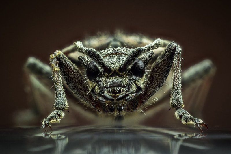 Жук, Короед, Крупный план, Макро, Насекомое Короед фото превью