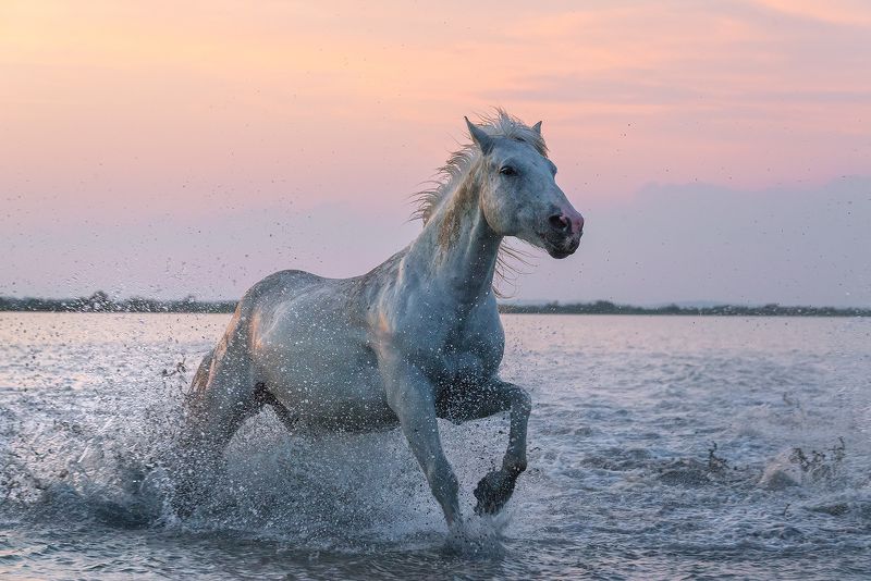 Дикая природа, Животные, Лошадь, Прованс, Франция Ветер свободы фото превью