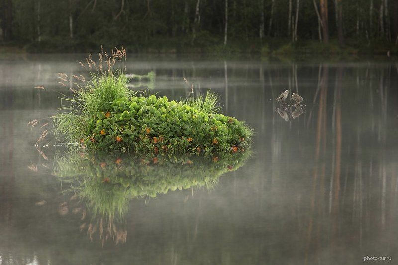 чайки,туман,подмосковье,озеро, Сизые чайки в ожидании птенцов фото превью