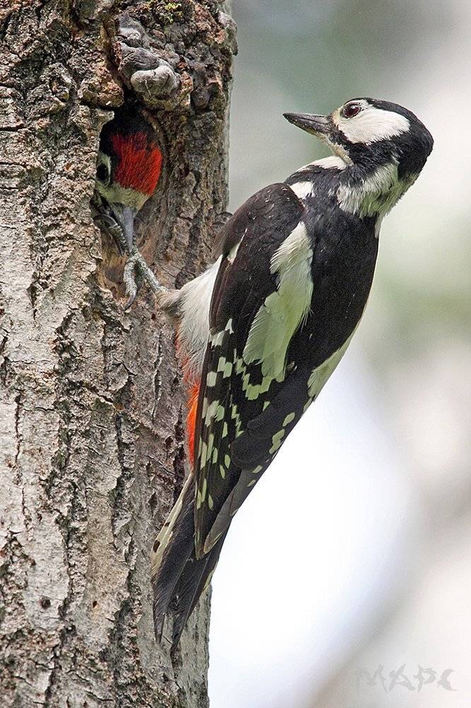 , Шангареев Марс