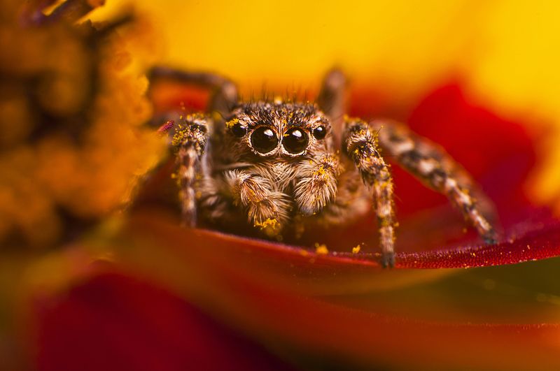 паук, макро, паук-скакун, природа Паук фото превью