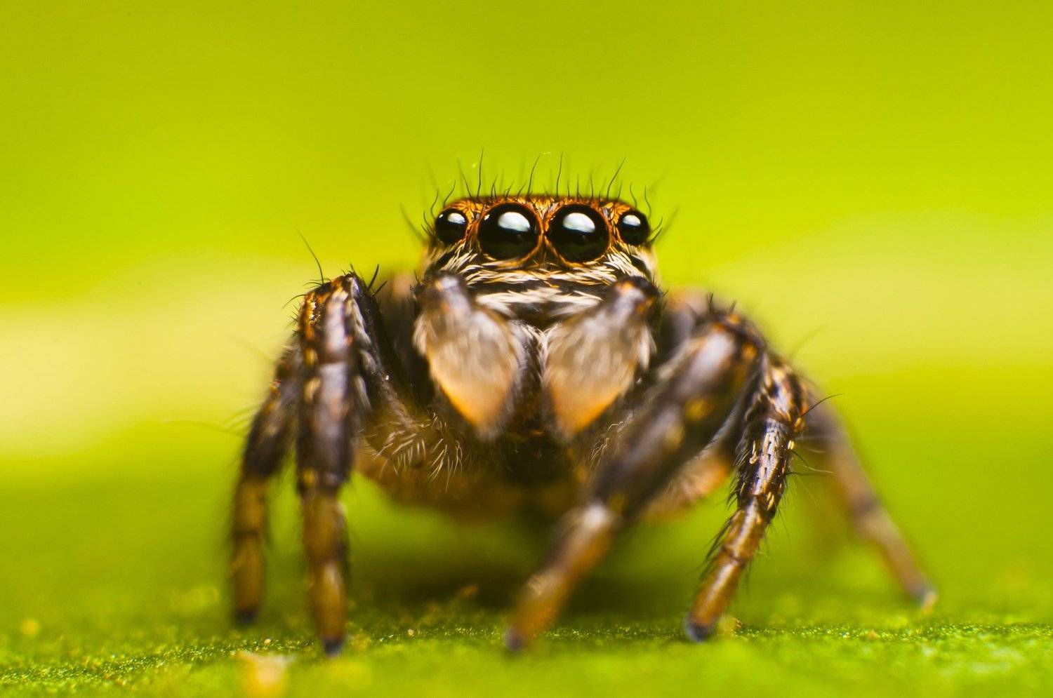 паук, макро, паук-скакун, природа, Рустам Афлятунов
