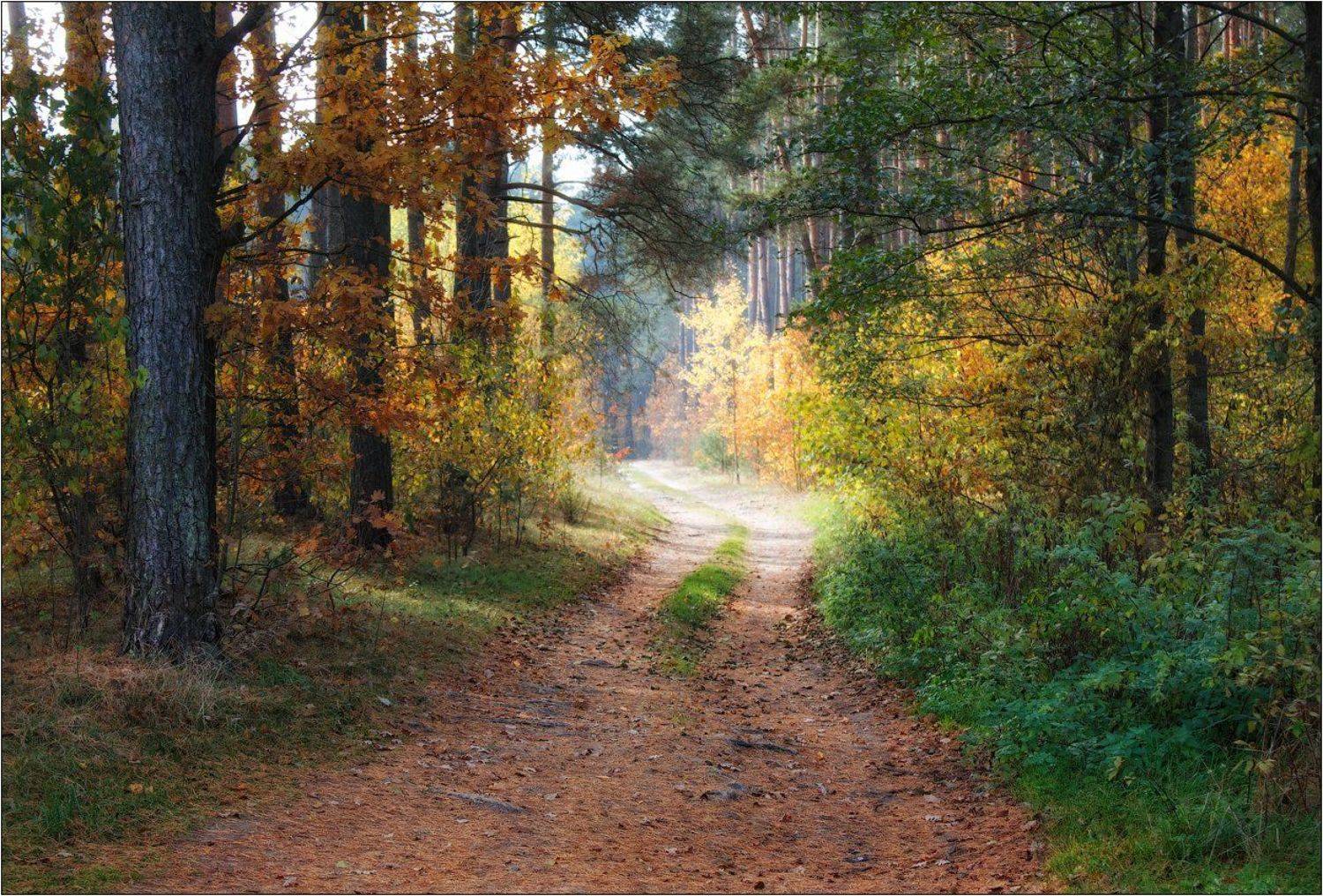 Дорога, Лес, Осень, Сергей Шабуневич