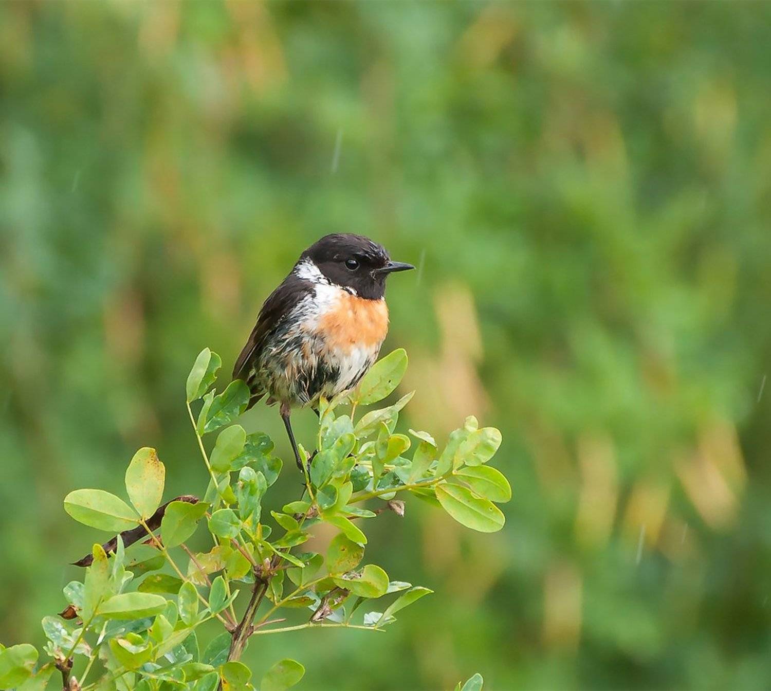 , Анатолий Зверев