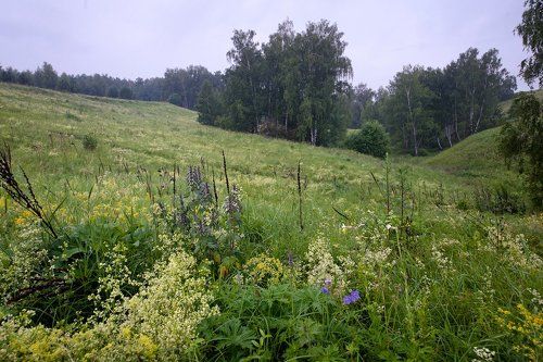 Pro прелести дождливого лета в лугах Подмосковья