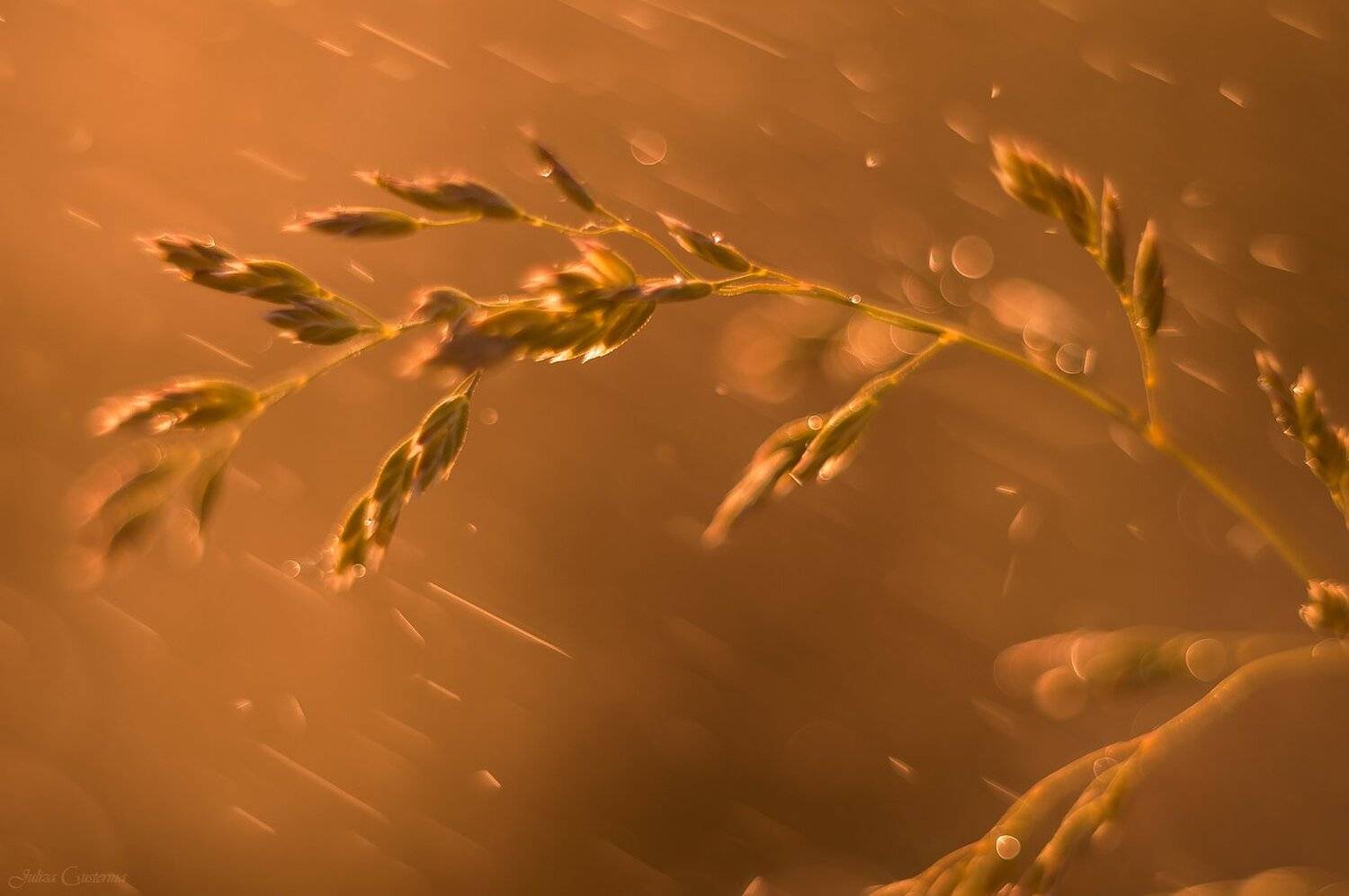 , Юлия Густерина