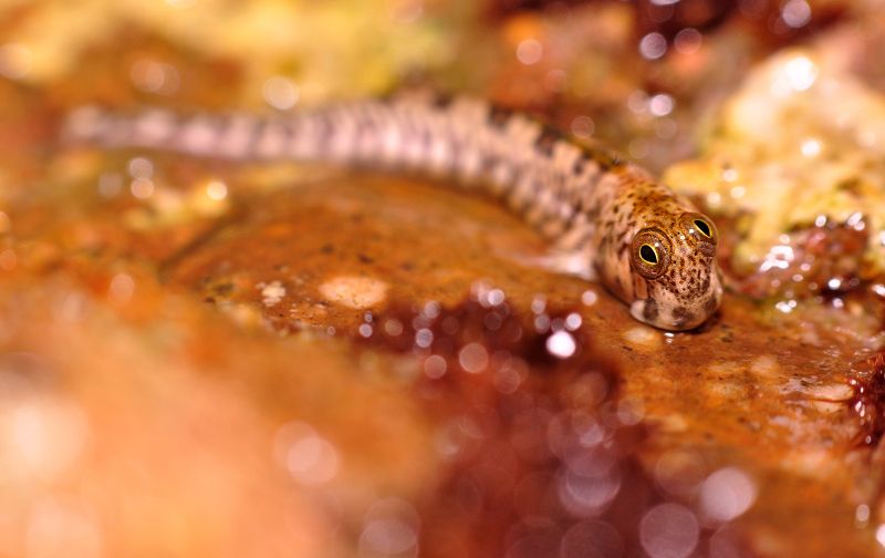 природа, собачка, прыгун, египет, лето, макро Собачка фото превью