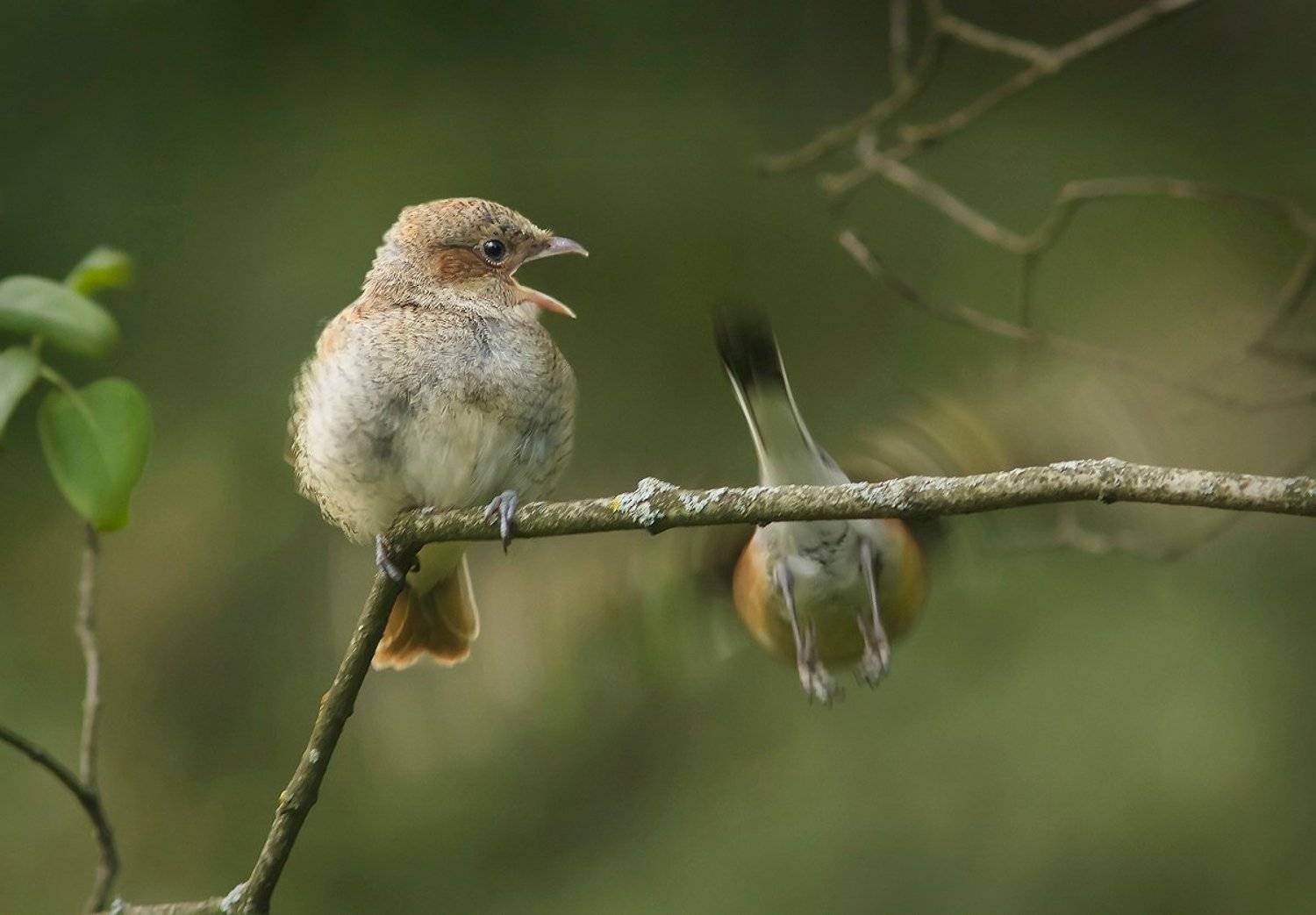, Зоя Лаптева