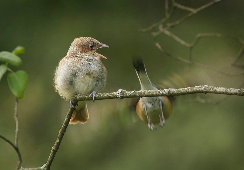 И шмелика принеси, шмелииика... В прошлый раз ты его съел... фото превью