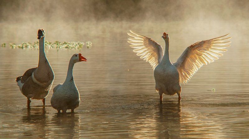 swan misty morning фото превью