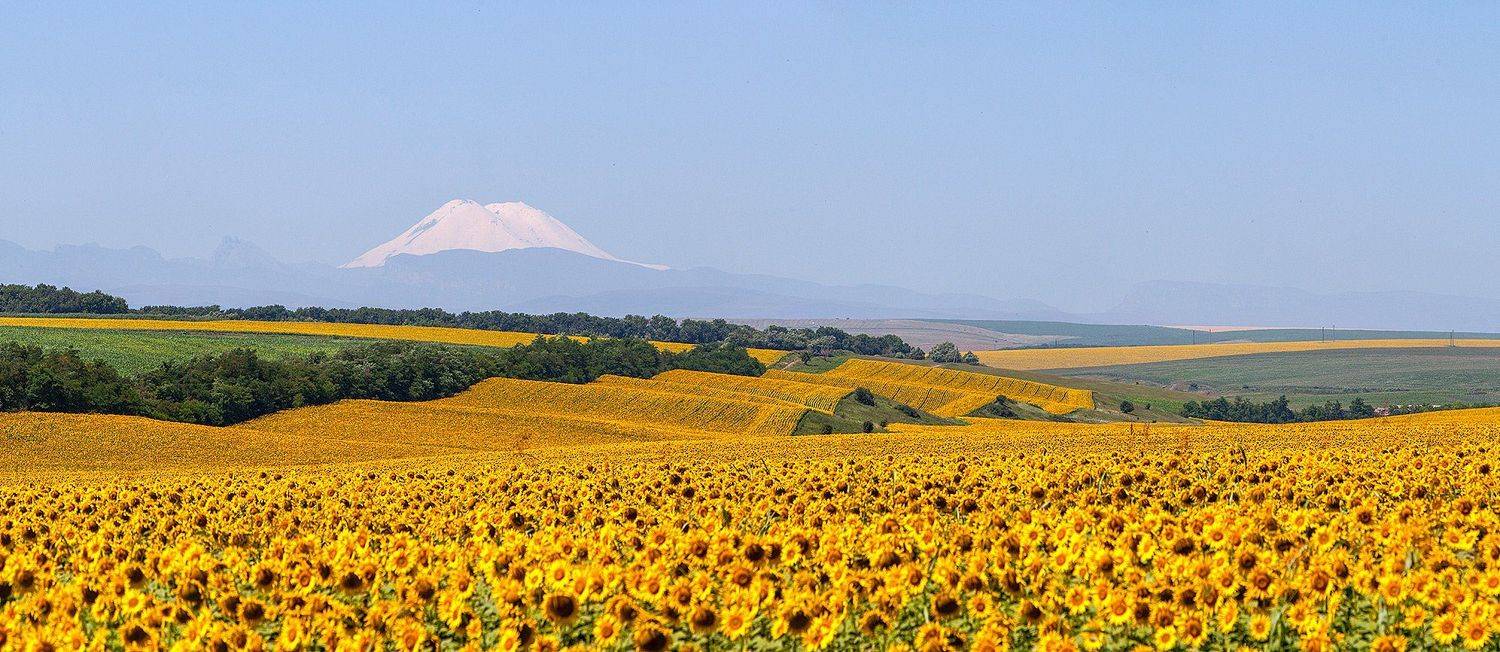 эльбрус, кавказ, sunflower, Заур Вороков