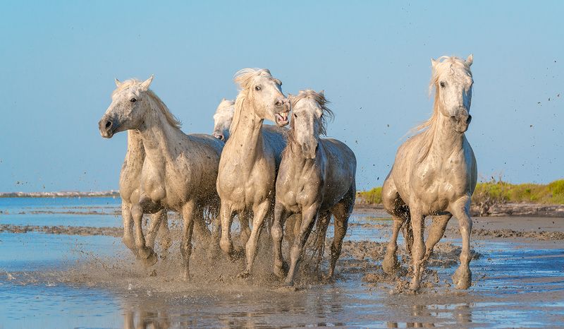 Камарг, Лошади, Прованс, Франция Табун фото превью