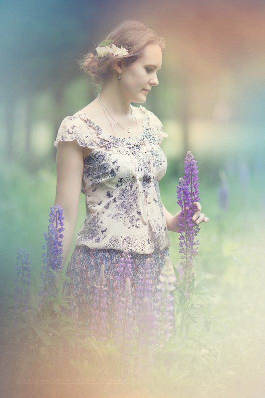 люпин цветет фото превью