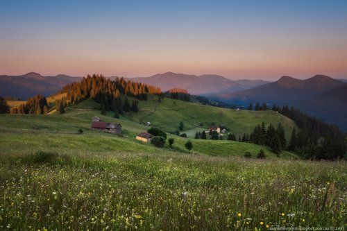 Украина. Карпаты. Цветущие склоны вечером у Дземброни.