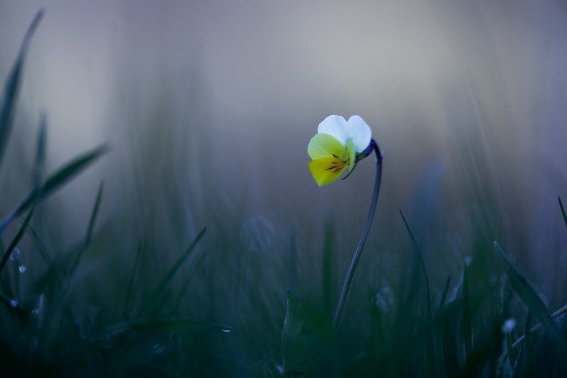 Утро одинокой фиалки. фото превью