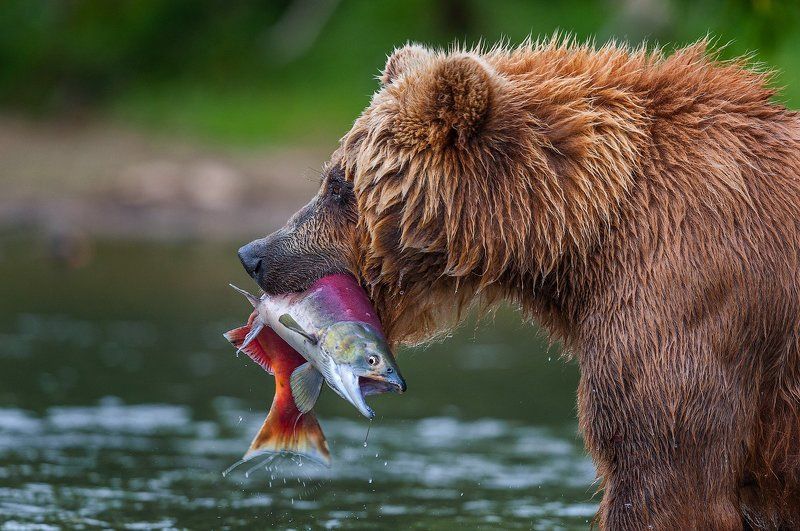 Последний вдох - безмолвный крик фото превью