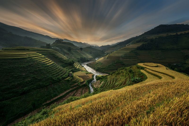 Beauty In Nature, Color Image, Crop, Field ,Gold, Colored ,Horizontal, Landscape, Mountain ,Mountain Range, No People, North Vietnam, Outdoors, Photography, Rice Paddy, Rural, Scen,e Terraced, Field, Tranquil Scene, Travel Destinations, Tree, Vietnam, Vie Rice terrace (Mu cang chai , vietnam) фото превью