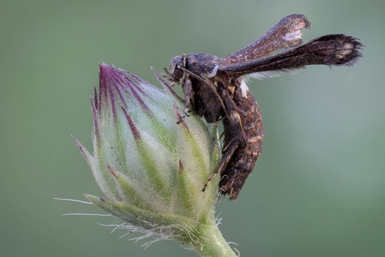 , Вадим Ходаковский