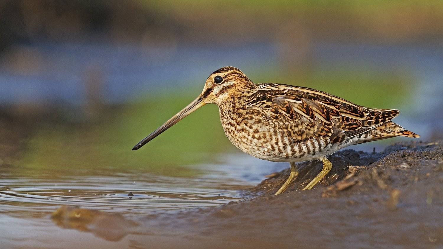 бекас,птица, птицы, дикая природа,, Костянтин Пазюк