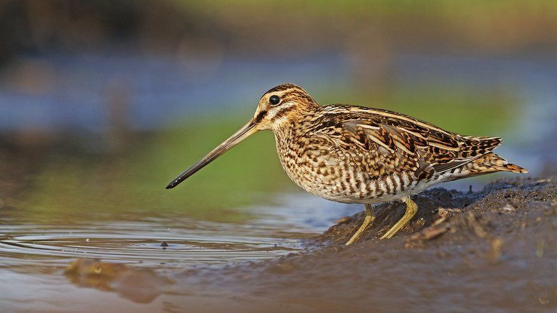 бекас,птица, птицы, дикая природа, Маэстро камуфляжа фото превью