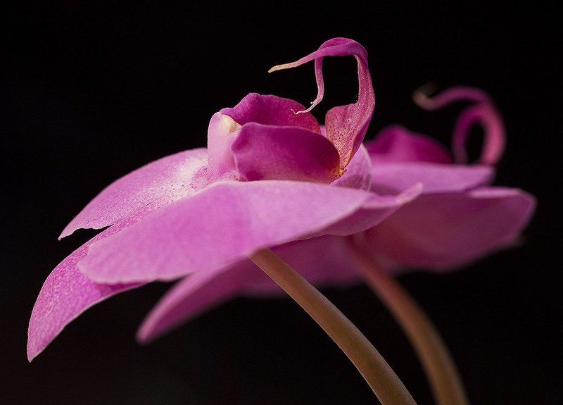 фаленопсис Фламинго фото превью