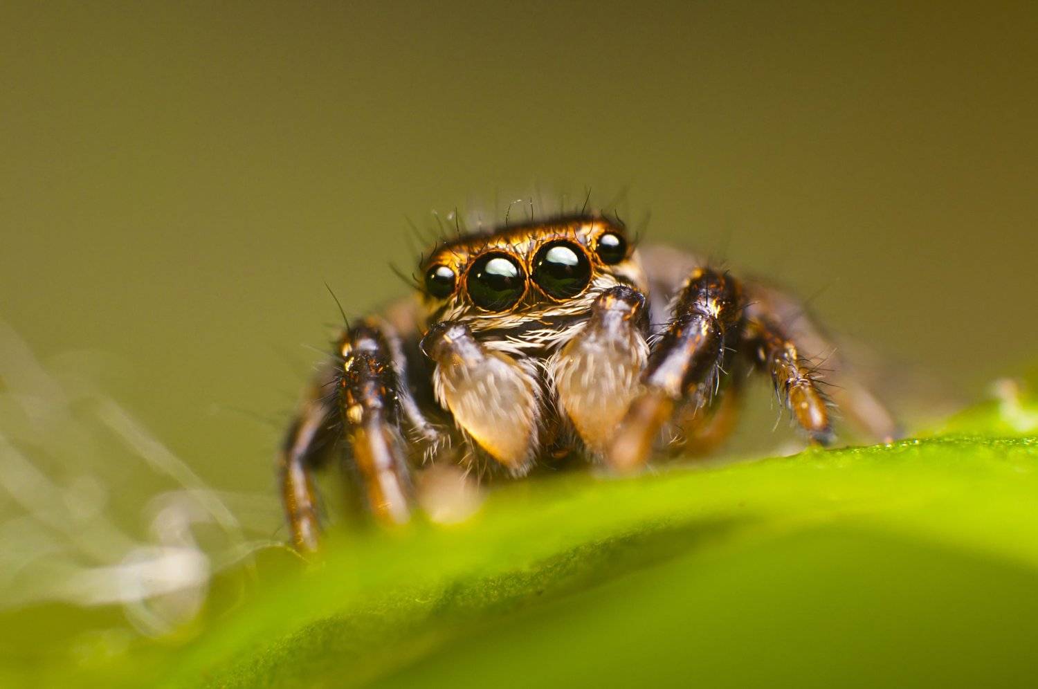 паук, макро, паук-скакун, природа, Рустам Афлятунов