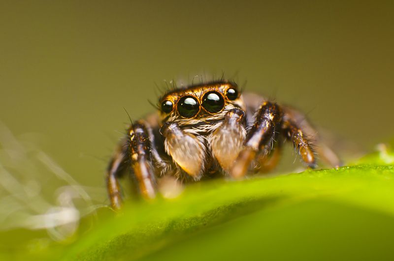 паук, макро, паук-скакун, природа На листике фото превью